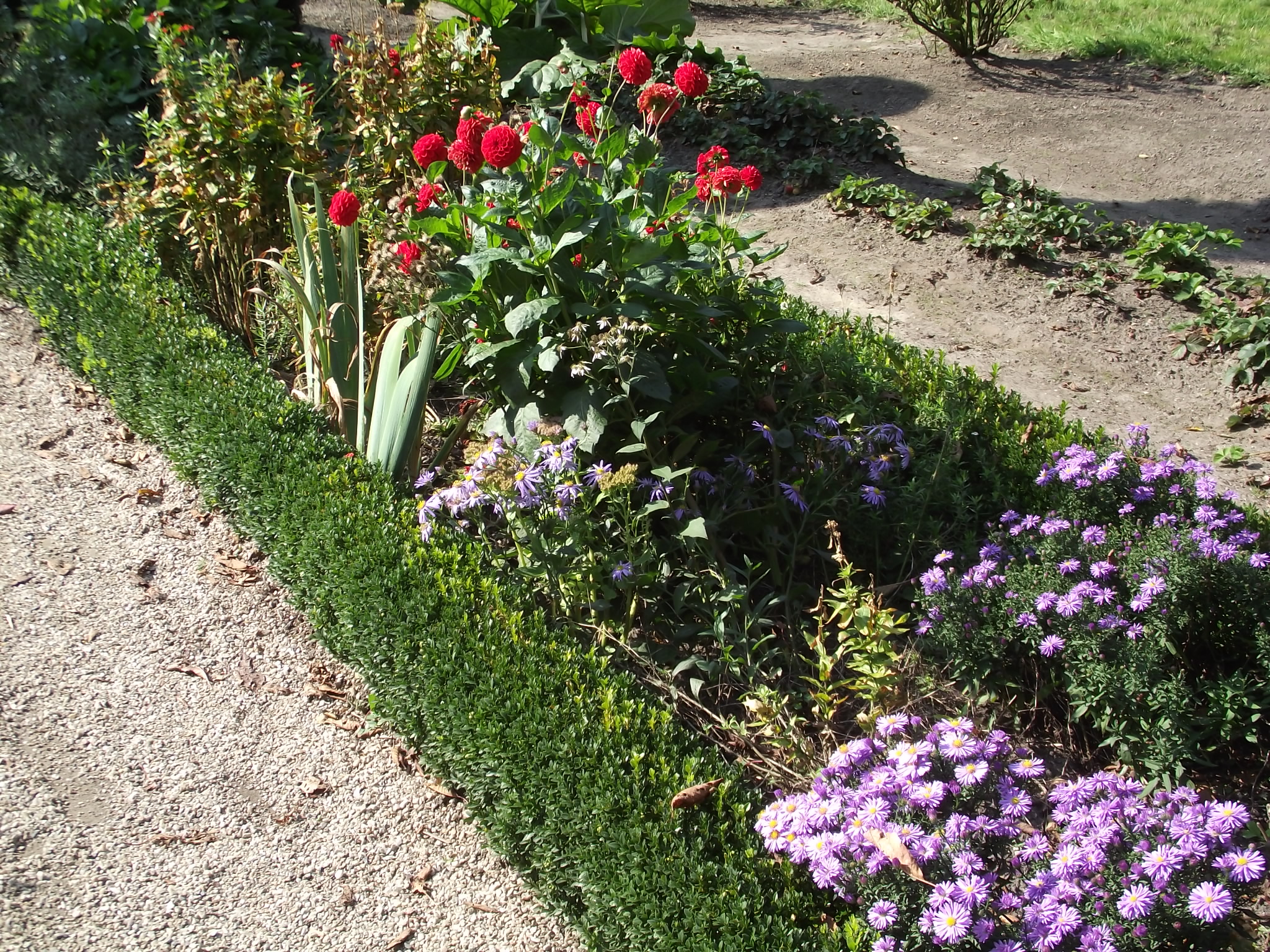 Museumsdorf Cloppenburg - &quot;Genuss im Nordwesten&quot; am 25.9.2011 - Im Garten der Hofanlage Wehlburg - Herbstblüher