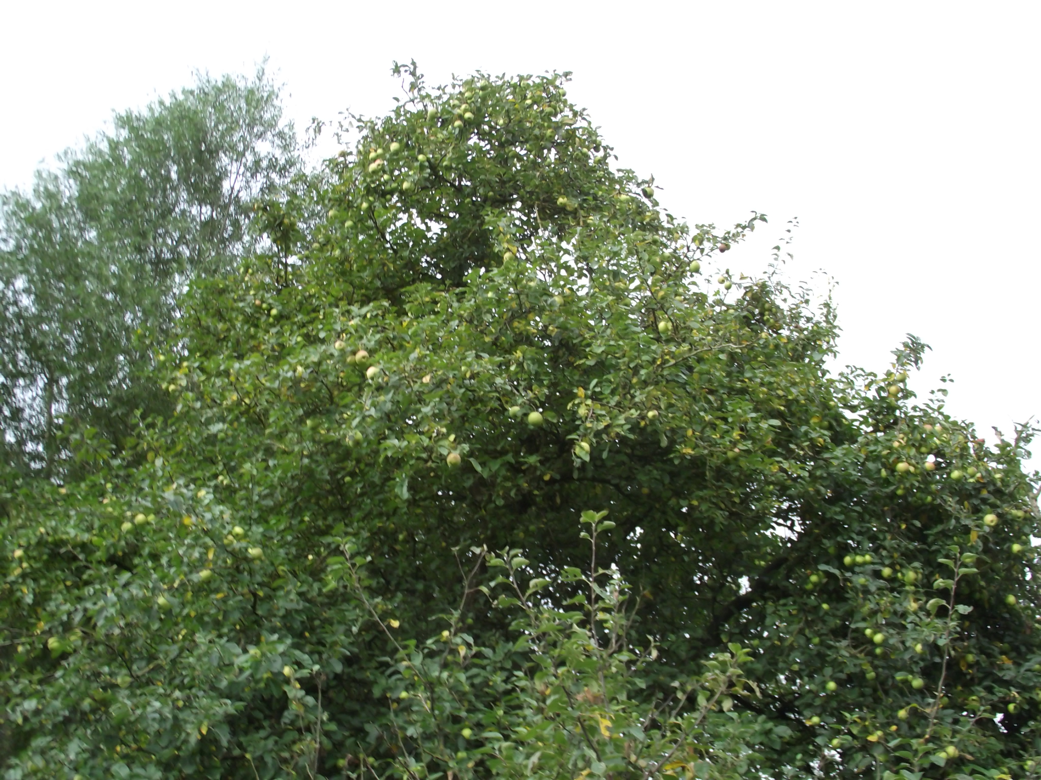 Apfelbaum im Garten vom RUZ in Hollen