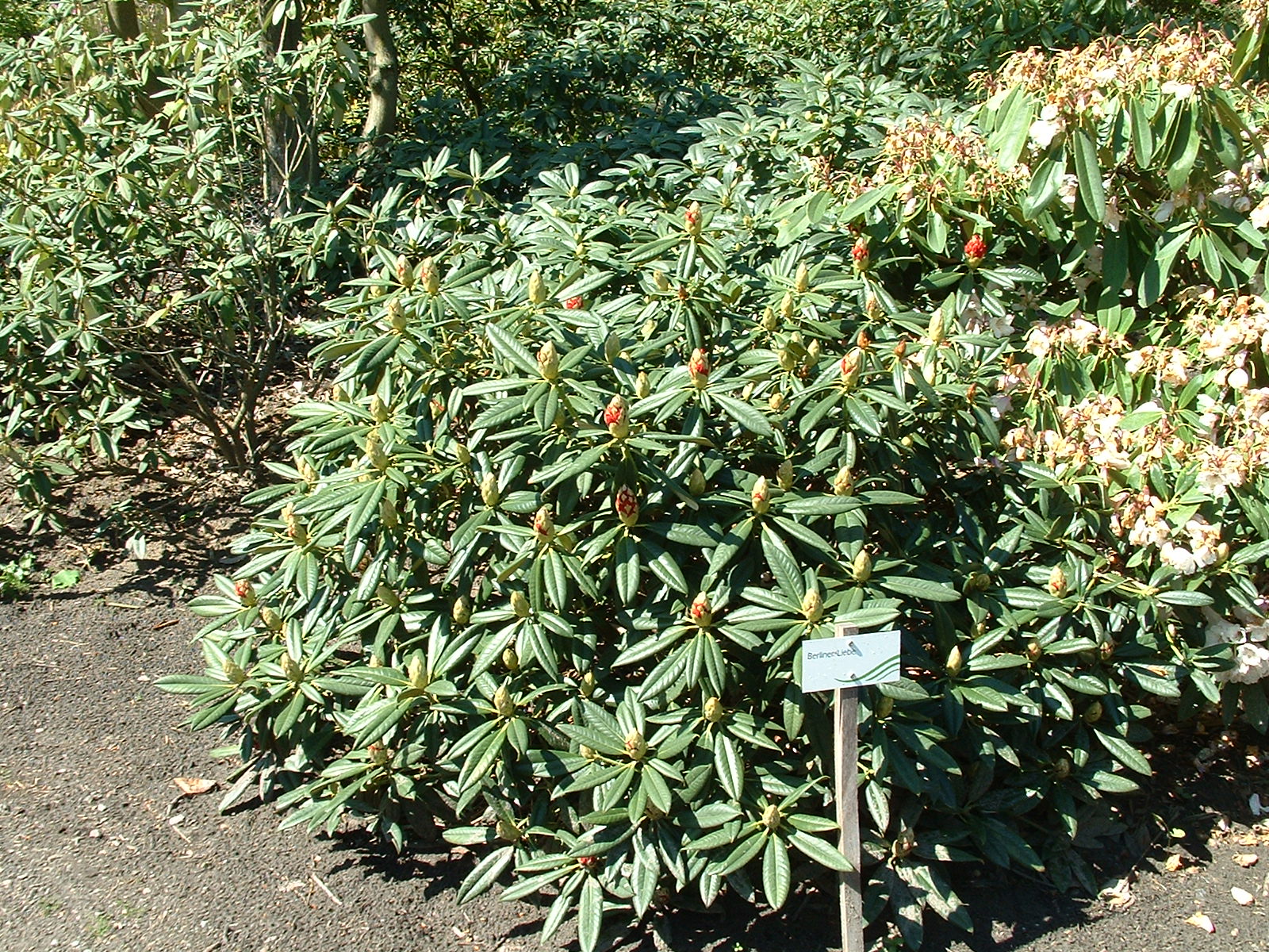 BRUNS Rhododendron Park in Gristede - Berliner Liebe
