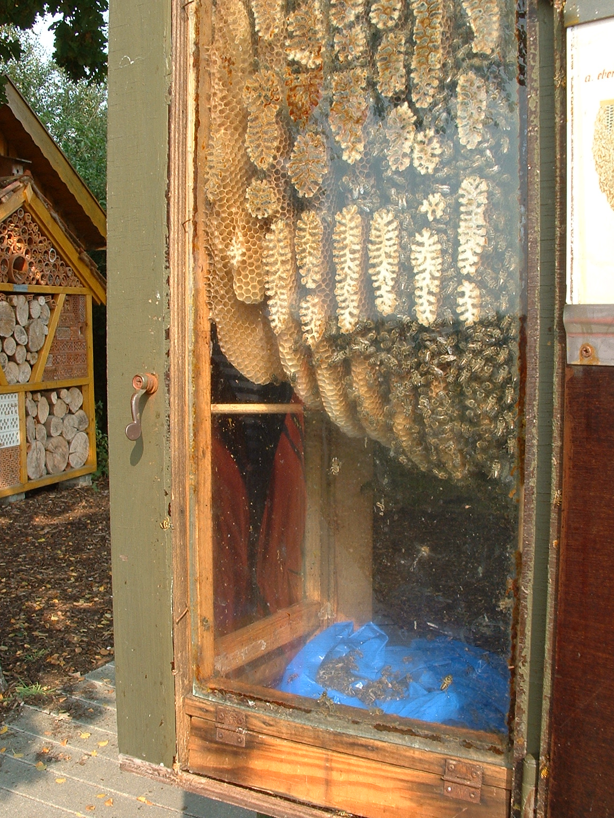 Bienen hinter der Glasscheibe beim NIZ in Goldenstedt