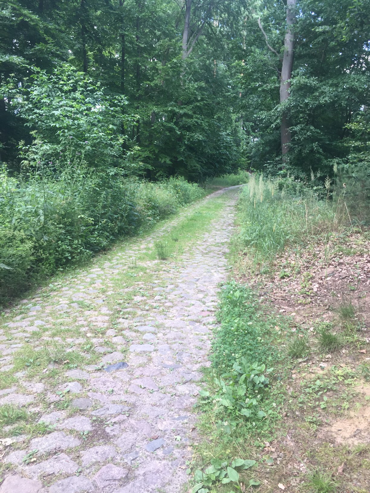 Waldweg von Brodowin nach Chorin