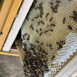 fleissigesbienchen.de in Mettingen in Westfalen