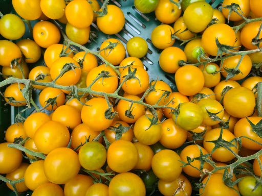 Tomaten aus eigene Anbau