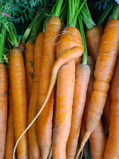Karotten aus eigene Anbau