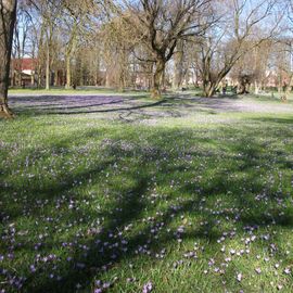Krokusblüte im Husumer Schlosspark. Das jährliche Krokusblüten-Fest muss ´21 ausfallen.