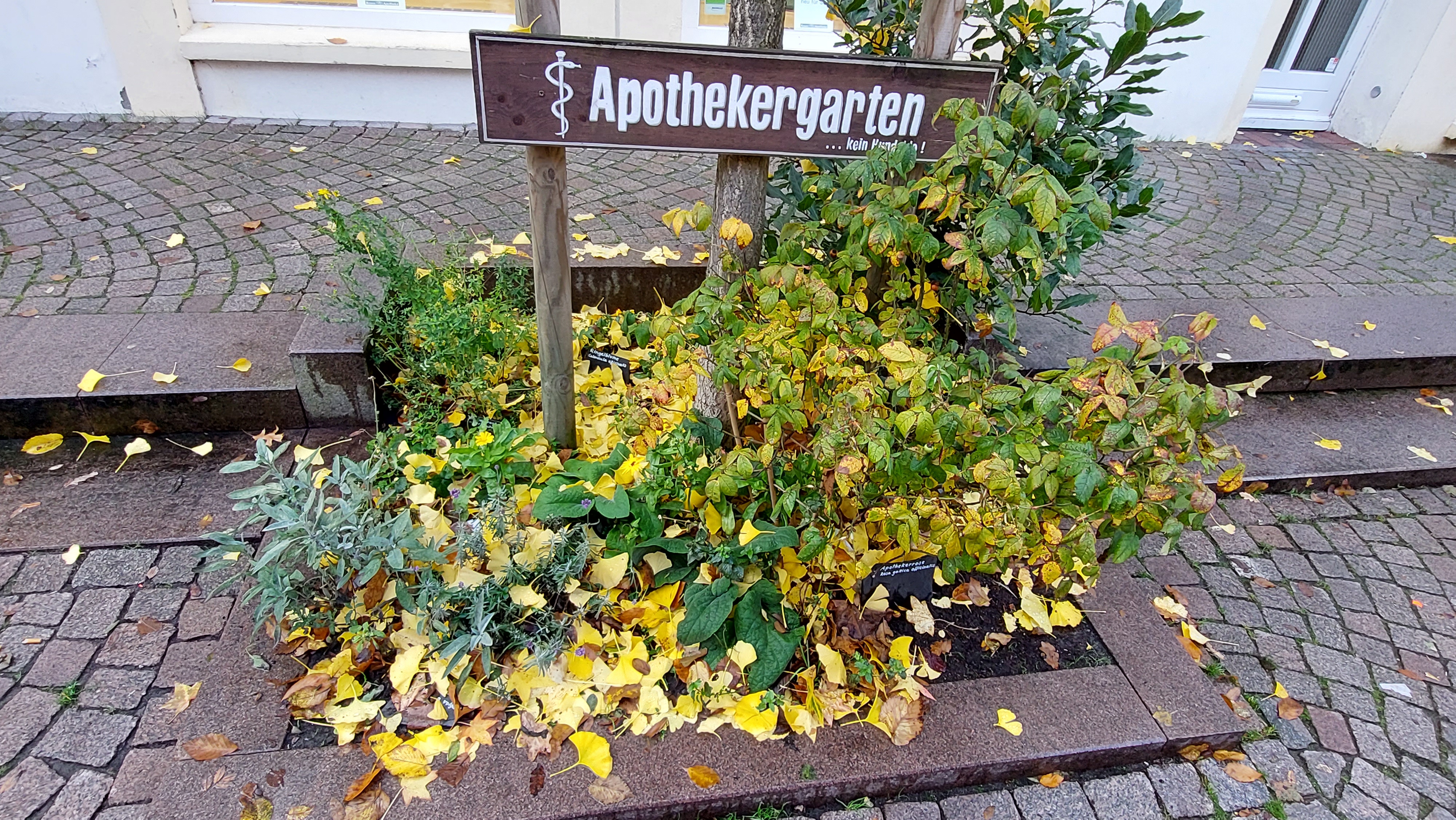 Bild 1 Burchards Rosen Apotheke in Varel