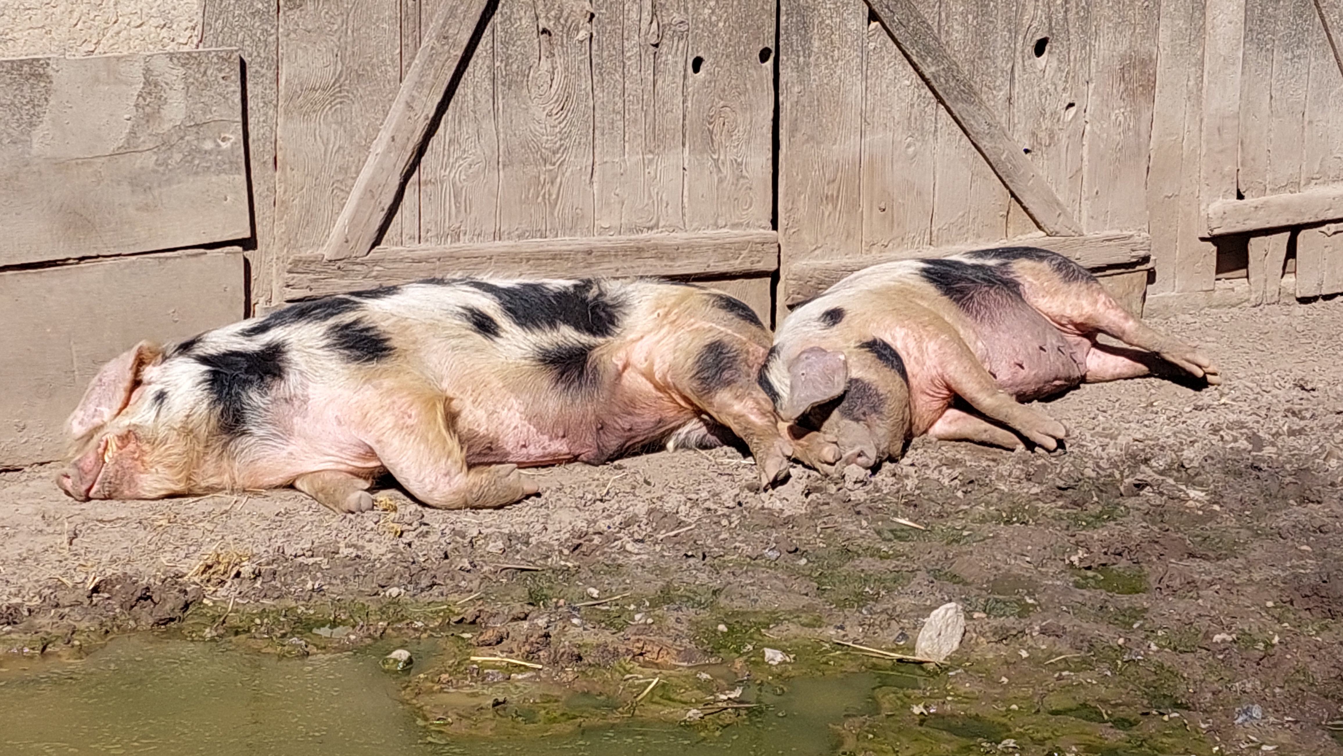 Bunte Bentheimer Landschweine