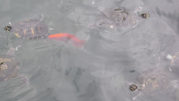 Eldorado für Fische und Schildkröten, im Teich direkt vor der Therme