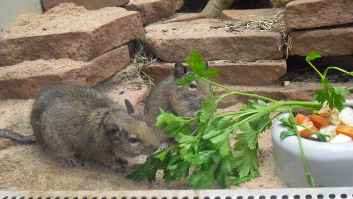 Nutzerbilder Zoologisch-Botanischer Garten Wilhelma