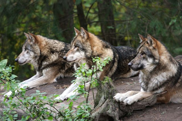 Wölfe im Wildpark Schwarze Berge 

Foto: Christian Melching