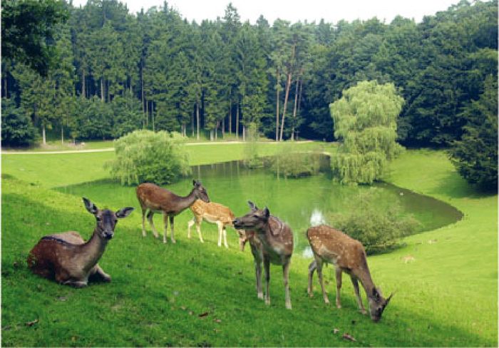 Freigehege im Wildpark