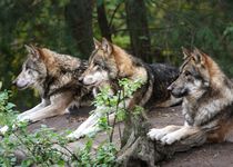 Bild zu Wildpark Schwarze Berge