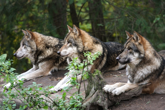 Wölfe im Wildpark Schwarze Berge 

Foto: Christian Melching