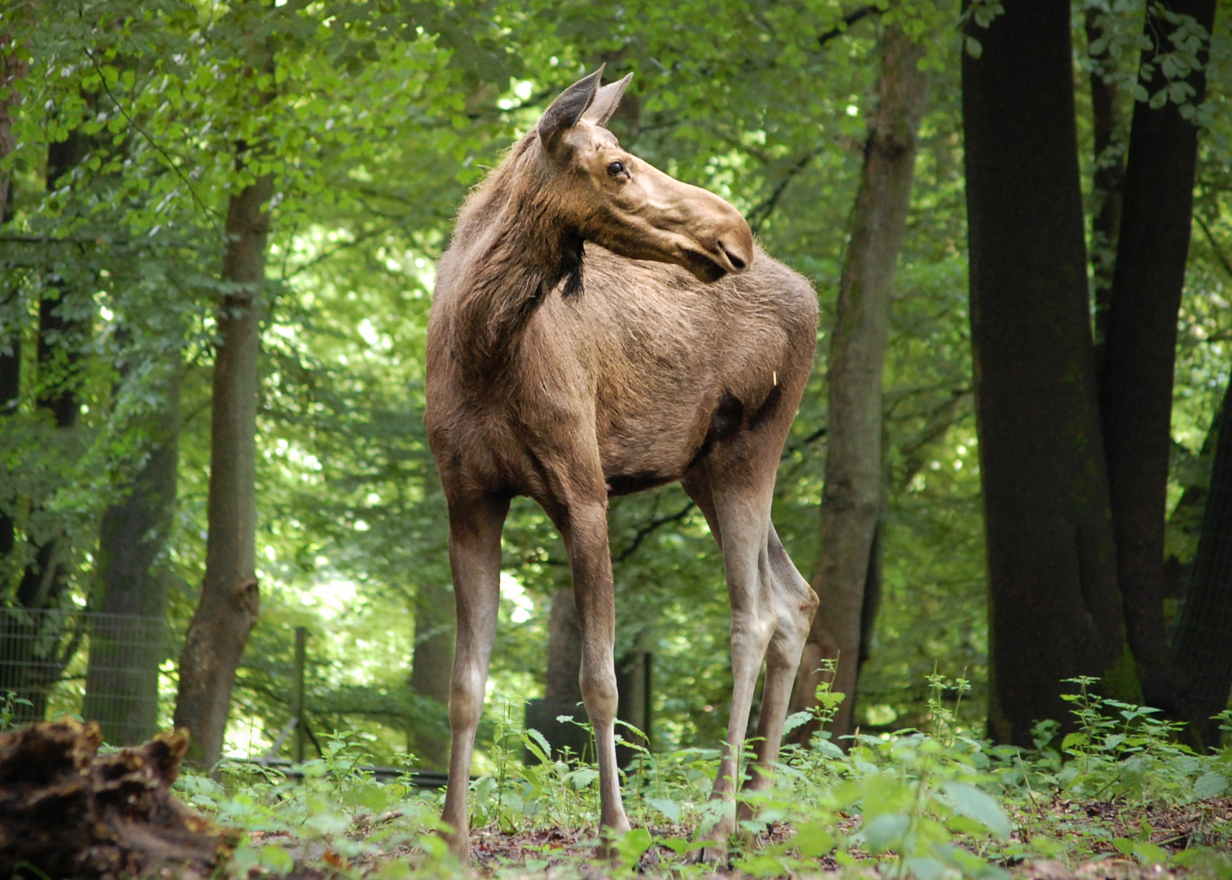 Elchdame Molly im Wildpark Schwarze Berge