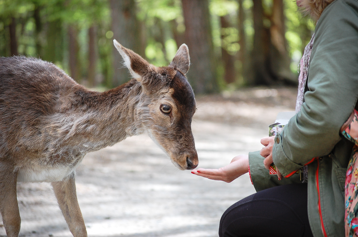 Damwild füttern im Wildpark Schwarze Berge