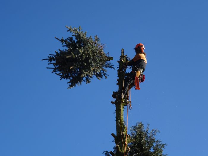 Firma Oliver Will Baum und Gartenpflege