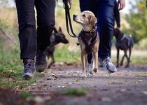 Bild zu Hundeschule Dr. Sandra Bruns