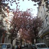 Kirschbaumblüte im April in Bonn