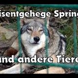 Wisentgehege Springe in Springe