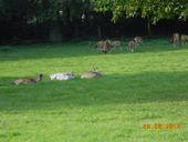 Nutzerbilder Förderverein Dünnwalder Wald und Wildpark e.V.