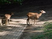 Nutzerbilder Heimat-Tierpark Olderdissen