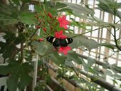 Nutzerbilder Garten der Schmetterlinge Schloß Sayn