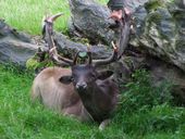 Nutzerbilder Heimat-Tierpark Olderdissen