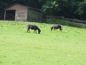 Nutzerbilder Heimat-Tierpark Olderdissen