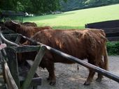 Nutzerbilder Heimat-Tierpark Olderdissen