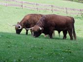 Nutzerbilder Heimat-Tierpark Olderdissen