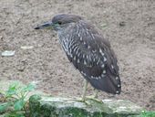 Nutzerbilder Heimat-Tierpark Olderdissen