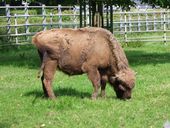 Nutzerbilder Heimat-Tierpark Olderdissen