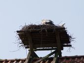 Nutzerbilder Heimat-Tierpark Olderdissen