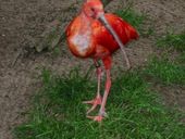 Nutzerbilder NaturZoo Rheine e.V. Auskunft