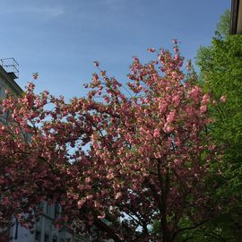 Kirschbaumblüte im April in Bonn