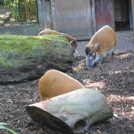 Pinselohrschweinchen!