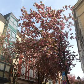 Kirschbaumblüte im April in Bonn