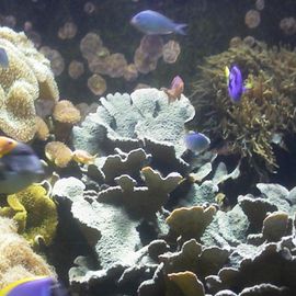 Korallenabteilung