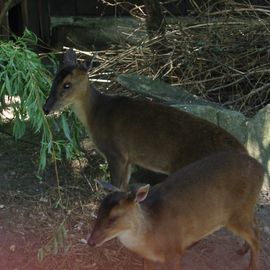 Euregio Zoo Aachener Tierpark AG in Aachen