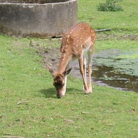 Wildpark Gangelt in Gangelt