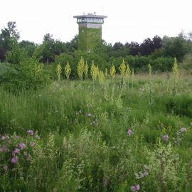 Natur, pur auf dem Gelände