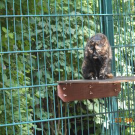 Gro&szlig;es Neues Au&szlig;engehege f&uuml;r die Katzen 