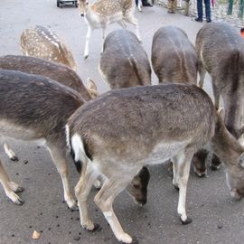 Lindenthaler Tierpark / Förderverein in Köln