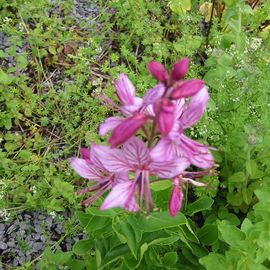 Wilde Orchideen auf der ehemaligen Raketenstation