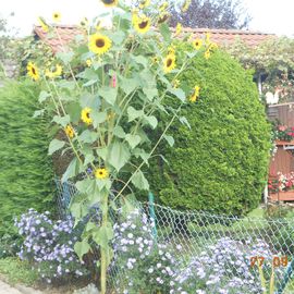 Noch nicht verblühte Sonnenblumen