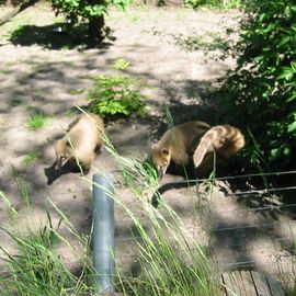 Euregio Zoo Aachener Tierpark AG in Aachen