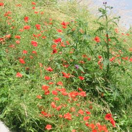 Gräser und Mohn als Abdeckung auf den Raketenbunkern