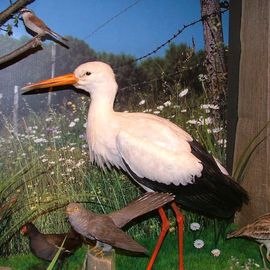 Weißstorch
Foto v. Vogelmuseum