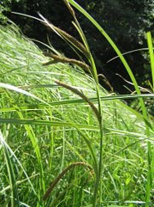 Seggenried - Sauergras im Feuchtgebiet von Rödinghausen