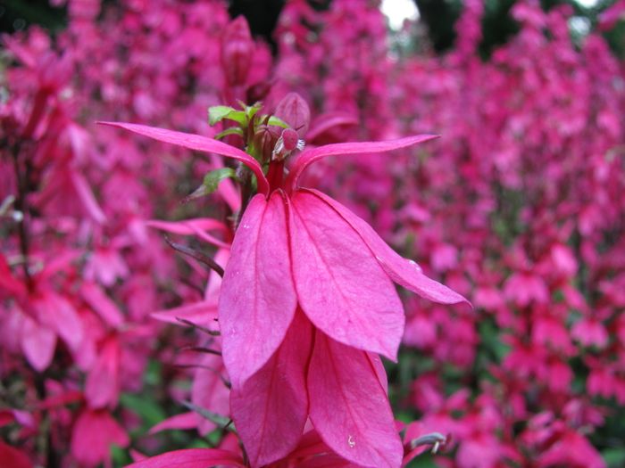 Nutzerbilder Blumen Risse GmbH & Co. KG